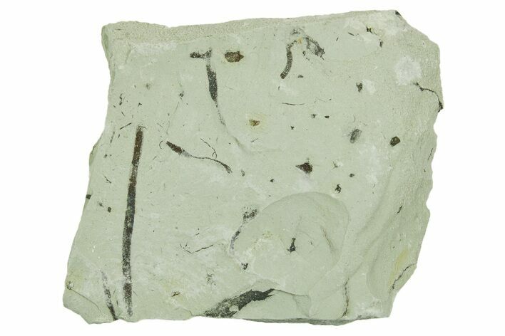 Plate of Silurian Fossil Algae (Kalania) Fossils - Estonia #369715